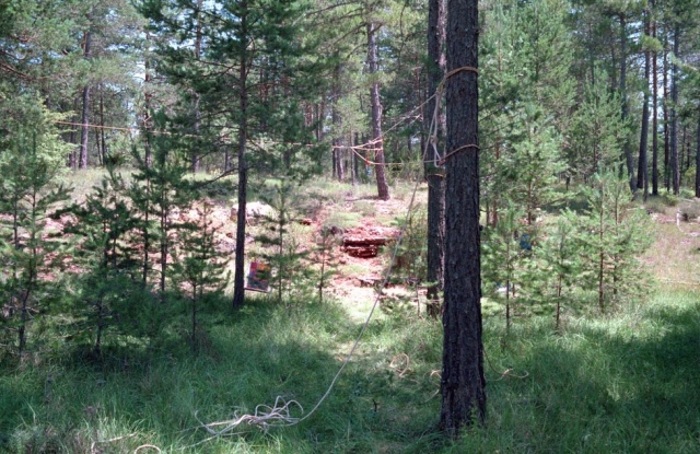  Perfect forest for carry out the activity 